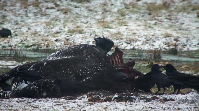 A flock of ravens feeding on the carcass of a dead cow in winter. Survival in nature. Several different bird varieties search for sustenance on decayed animal remains within icy Selective focus.