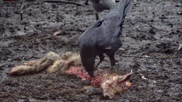 Raven crows and seagull eat a dead fox. Survival in the wild. Wild birds investigate muddy shores for available food scraps and nourishment. Various bird species forage along muddy Selective focus.