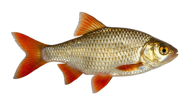 Common rudd fish isolated on white background, Scardinius erythrophthalmus freshwater fish side view
