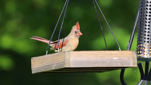 Northern Cardinal Bird (Cardinalis cardinalis) feeding at a backyard bird feeder during summer. Wildlife video.