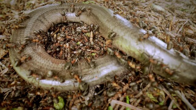 Ants crawl around a dead slow worm, blind worm, Anguis fragilis. Closeup snake covered in ants, scales glistening, colony swarming over carrion on leaf litter, slow movement Selective focus.