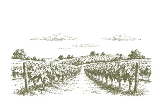 Vintage woodcut vector illustration of a lush vineyard with rows of grapevines stretching toward the horizon in a detailed traditional hand drawn etch style.