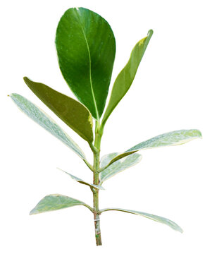 Tree on transparent background, realistic tree with green leaf bush stand alone isolate cut out with beautiful light in day time die cut png file for graphic design decorate resource