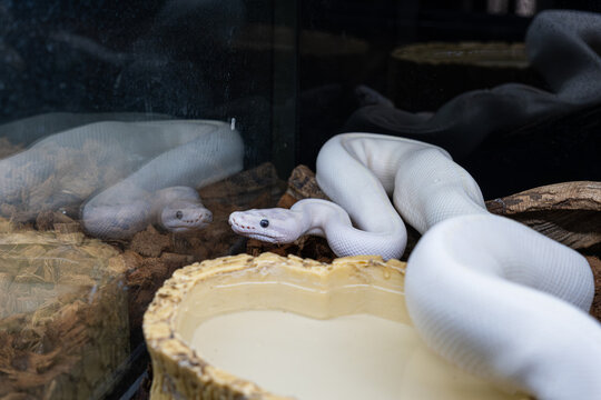White python in its enclosure ready to attack.
