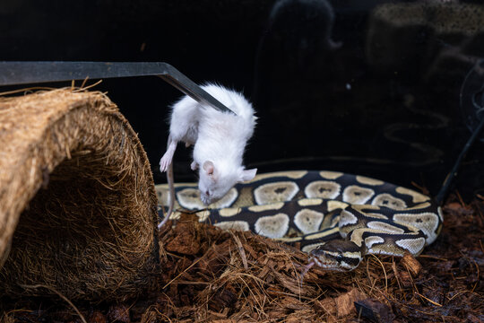 A dead rat being offered to a ball python in its enclosure.