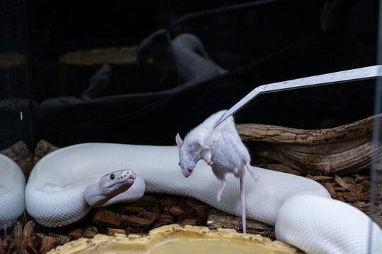 White ball python ready to attack a dead rat.