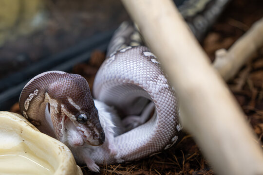 Closeup of a ball python in its enclosure swallowing a rat.