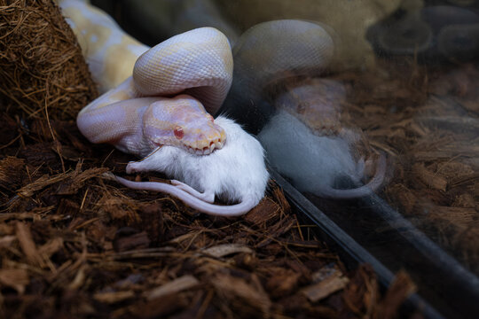 Albino ball python in its enclosure swallowing a rat.