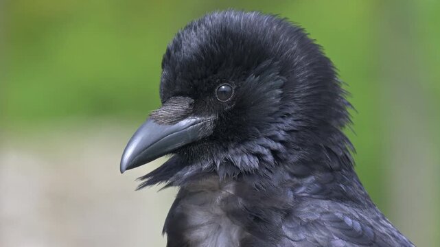Carrion Crow (Corvus corone) in closeup, blinking its nictitating membranes (third eyelids) on a windy day. May, Kent, UK [Slow motion x4]