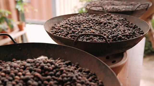 Close up of coffee beans drying naturally in large rustic metal pans on a farm plantation in da lat, Vietnam