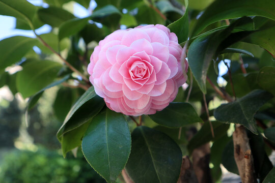 Splendido fiore di camelia rosa brillante in piena fioritura circondato da foglie verdi lucide nel giardino botanico in primavera