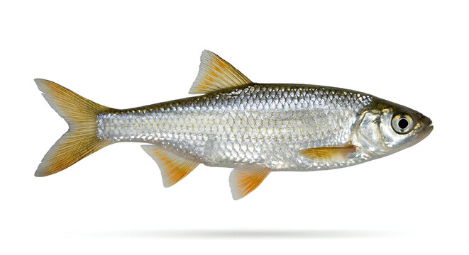 Common bleak silver fish isolated on white background, Alburnus alburnus small freshwater fish side view