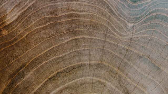 Macro texture of wooden log cross section showing detailed growth rings