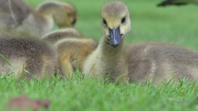 Canada Goose (Branta canadensis) young goslings sitting on a lawn eating the grass. May, Kent, UK [Half speed]