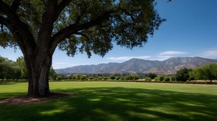 Obraz premium A large shade tree casts dramatic shadows over a lush green meadow providing a panoramic view of rolling mountains under a clear blue sky