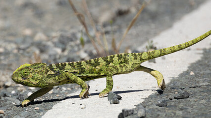 Common chameleon walking on dry gravel ground in Cyprus springtime (Chamaeleo chamaeleon) © world_by_savvas