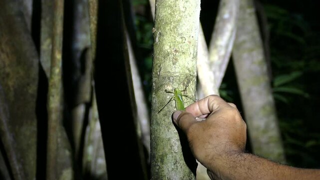 Tarsier Grabbing a Grasshopper Bait in Tangkoko Nature Reserve, North Sulawesi, Indonesia. Rare primate in tropical rainforest illuminated at night.