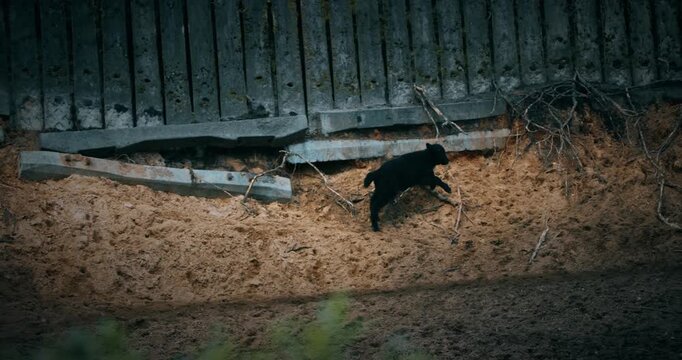 A wild yak calf exploring rocky terrain in its habitat.