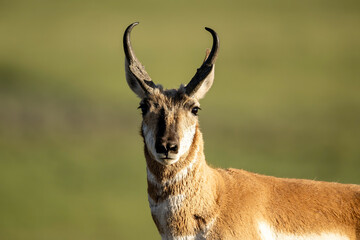 Pronghorn portrait in Yellowstone National Park © TomIngramPhotography