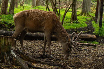 animal, pets, domestic, nature, wildlife, mammal, cute, adorable, fluffy, fur, fauna, zoo, wildlife photography, animal lover, animal portrait, outdoors, nature, fauna, zoo, wildlife photography, crea © olo