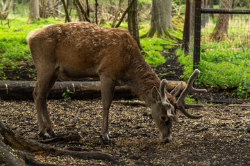 animal, pets, domestic, nature, wildlife, mammal, cute, adorable, fluffy, fur, fauna, zoo, wildlife photography, animal lover, animal portrait, outdoors, nature, fauna, zoo, wildlife photography, crea © olo