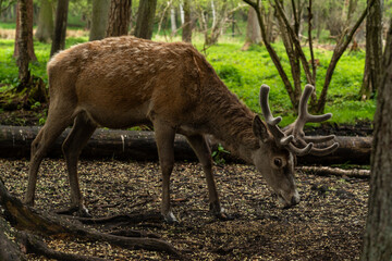 animal, pets, domestic, nature, wildlife, mammal, cute, adorable, fluffy, fur, fauna, zoo, wildlife photography, animal lover, animal portrait, outdoors, nature, fauna, zoo, wildlife photography, crea © olo