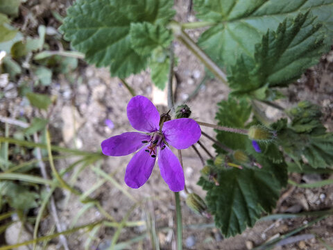 Fiore
