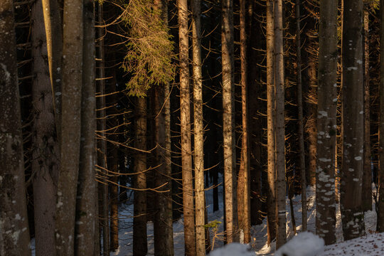alberi in un bosco di montagna nell'oscurit&agrave;, al tramonto,  in inverno