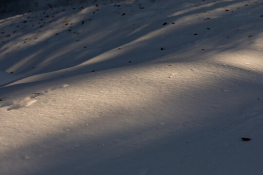 terreno naturale di un bosco di montagna coperto dalla neve, nella penombra, di pomeriggio, in inverno
