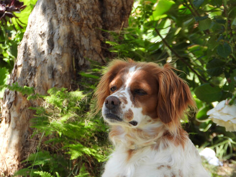 Spaniel breton