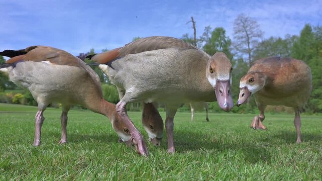 Egyptian Goose (Alopochen aegyptiaca) goslings, fully grown but still with immature plumage, eating grass in closeup. May, Kent, UK [Half speed]