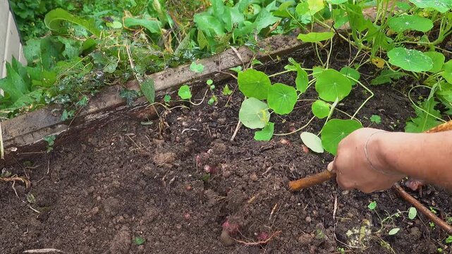 Farmer harvesting fresh jerusalem artichoke tubers