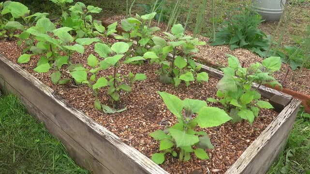 Yacon plants growing in a sustainable wooden raised garden bed