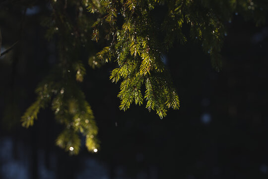 rami con aghi verdi di una conifera, in un bosco naturale di montagna, in primo piano, illuminati dal sole, di giorno, su sfondo nero
