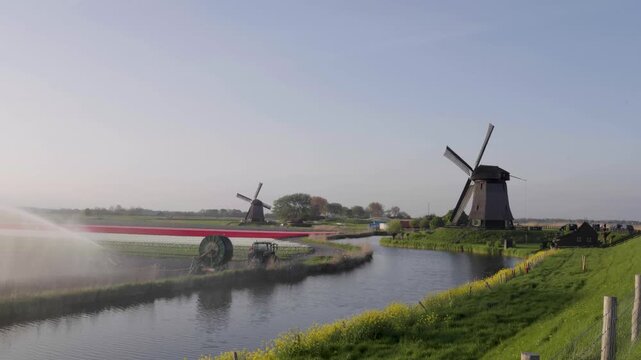 Traditional dutch windmills and agricultural irrigation system watering a blooming tulip field in the netherlands countryside