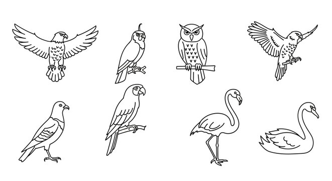Various Bird Species Illustrated in Black and White.