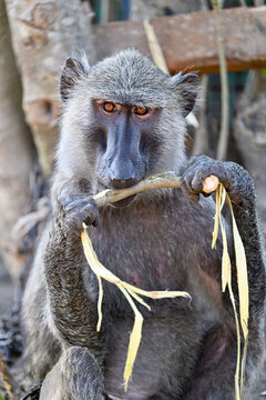baboon sitting on the ground