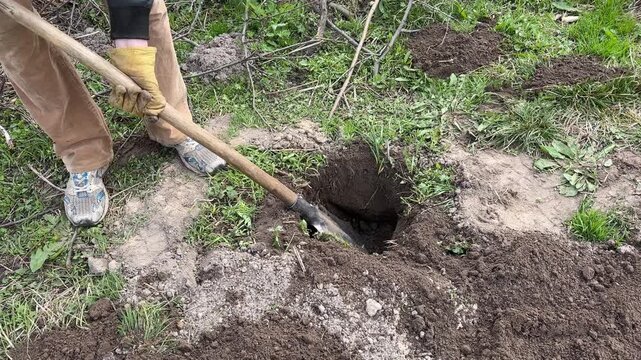 Gardener digging deep hole in backyard lawn to get rid of moles.