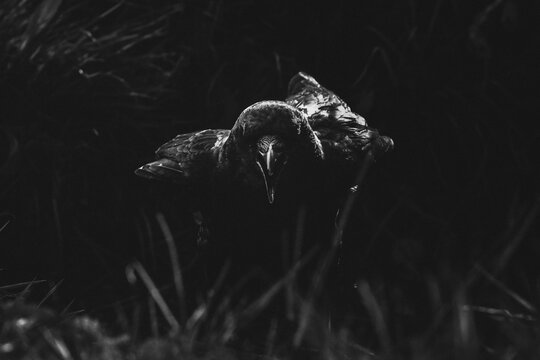 corvid cawing at the camera in a gothic and dark atmosphere 