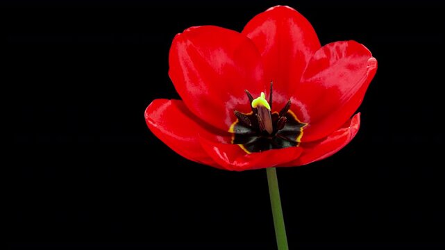 Red Tulip Blooms in Time Lapse on a Black Background with Alpha Matte Channel. Spring Symbol Blooming in Timelapse. One Red Flower Opens Petals Fast. Amazing Beautiful Blossoming Plant