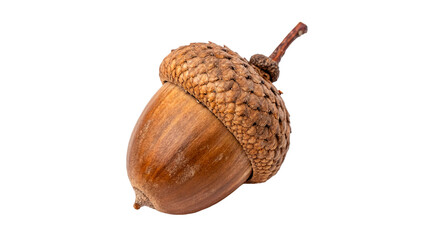 A single brown textured autumn oak tree acorn with its cap for autumn season forest nature or Thanksgiving decorations isolated on transparent background cut out © AAAstock2025