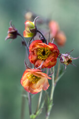 Kwiaty kuklika w ogrodzie, pomarańczowy kuklik zwisły (Geum) zbliżenie, tło z efektem bokeh. © mycatherina