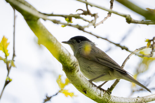 Eurasian Blackcap Perched on Branch in Spring Light