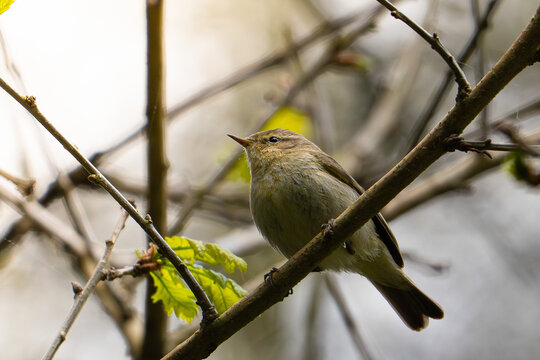 Chiffchaff Perched on Branch in Early Spring Forest
