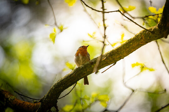 European Robin Perched on Branch in Lush Spring Forest