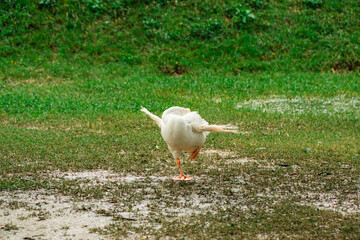 White goose preening feathers with raised wing standing on damp green grass in farm yard © nopphadol