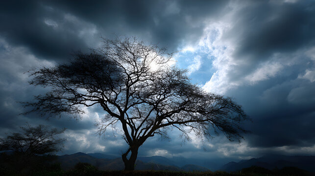 Tree silhouette placed low in frame with dominant sky area 