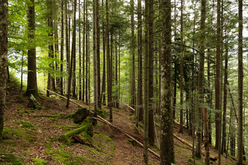 Fototapeta premium foresta di conifere in montagna, nel nord Italia, di giorno, in estate, con cielo nuvoloso