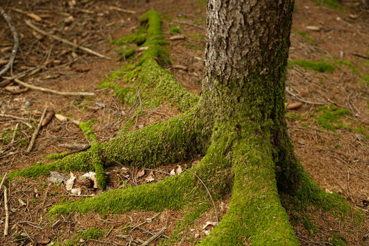 base di un albero con robuste radici esposte e ricoperte da uno spesso strato di muschio verde, l'ambiente circostante &egrave; un bosco con terreno coperto di aghi e foglie cadute