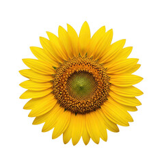 Fototapeta premium Sunflower with bright yellow petals, detailed seeds, and a vibrant green center.